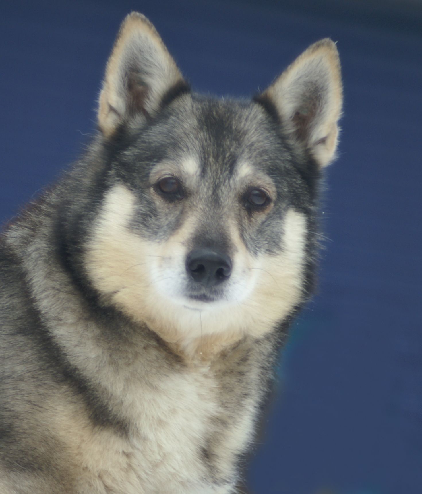 Västgötaspets, Swedish Vallhund, Zweedse herder, Curragh's kennel