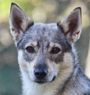 Curragh's Just That Jazz Västgötaspets, Swedish Vallhund, Zweedse herder, Curragh's kennel