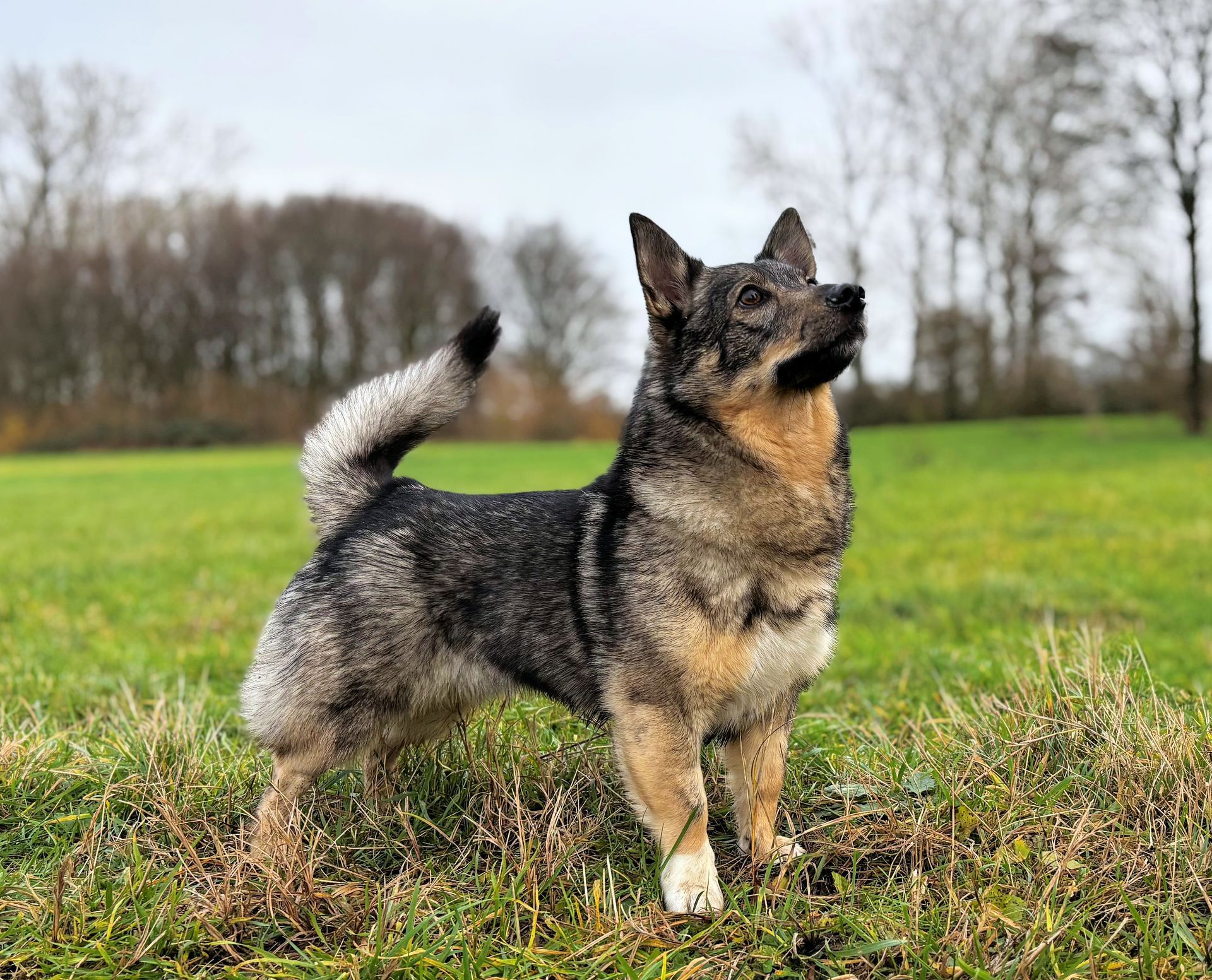 Curragh's Kalani Västgötaspets, Swedish Vallhund, Curragh's kennel