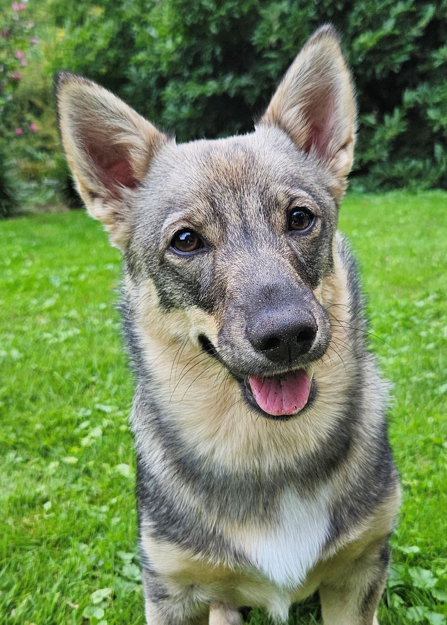 Västgötaspets, Swedish Vallhund, Zweedse herder, Curragh's kennel