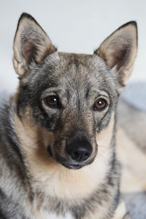 Curragh's Magic Moonbeam Västgötaspets, Swedish Vallhund, Curragh's kennel, fokker