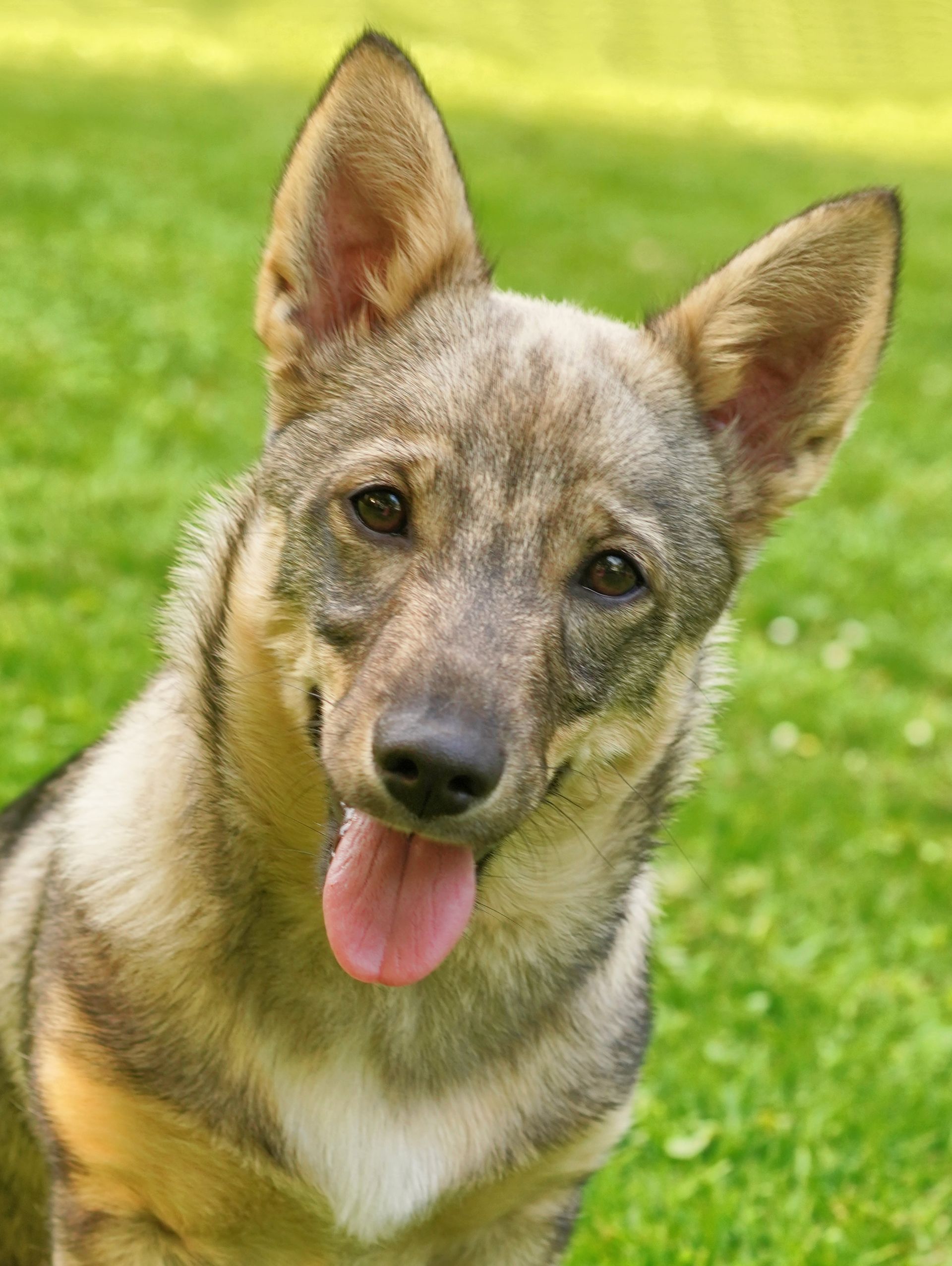 Västgötaspets, Swedish Vallhund, Zweedse herder, Curragh's kennel