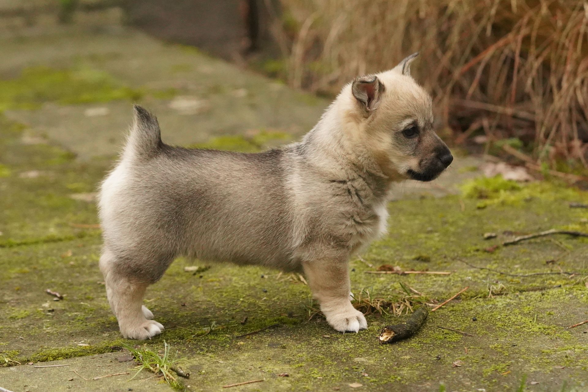 Västgötaspets, Swedish Vallhund, Zweedse herder, Curragh's kennel