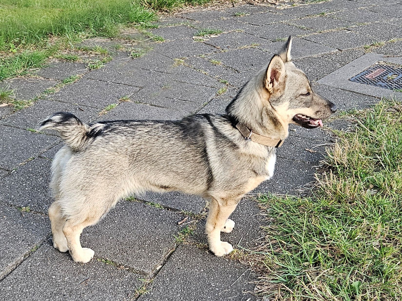Curragh's Mgic Moonbeam 7 maand oud Västgötaspets, Swedish Vallhund, Zweedse herder, Curragh's kennel