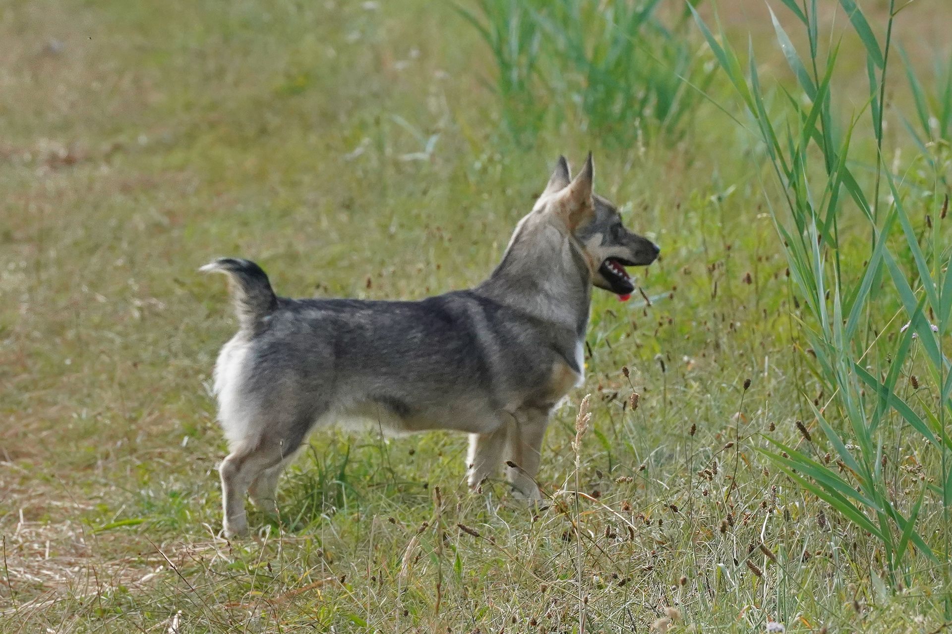 Curragh's Magic Moonbeam 8 mnd oud Västgötaspets, Swedish Vallhund, Zweedse herder, Curragh's kennel