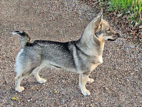 Curragh's Magic Moonbeam 9 maanden oud Västgötaspets, Curragh's kennel, 
swedish Vallhund