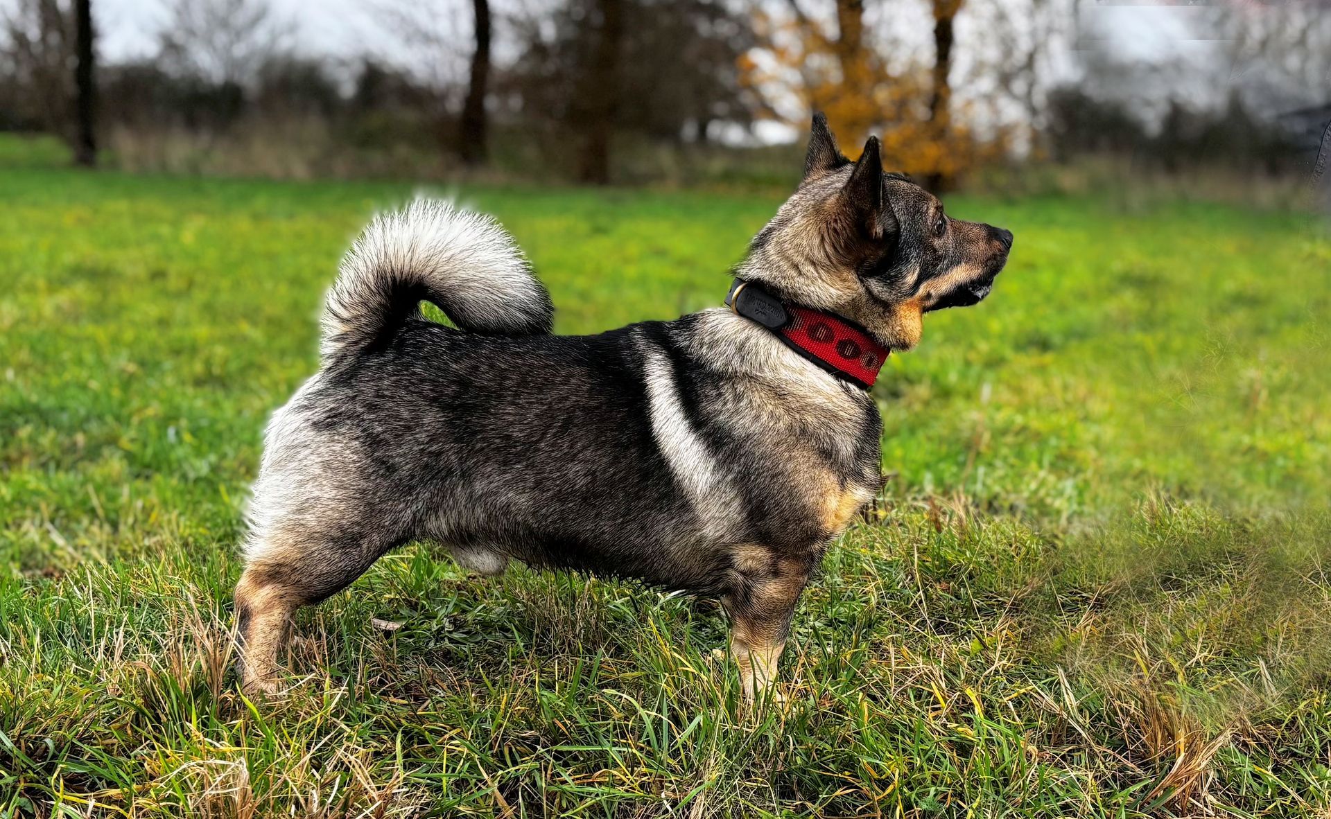 Västgötaspets, Swedish Vallhund, Curragh's kennel