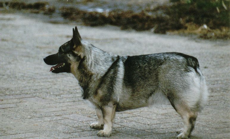 Västgötaspets, Zweedse herder, Swedish Vallhund
