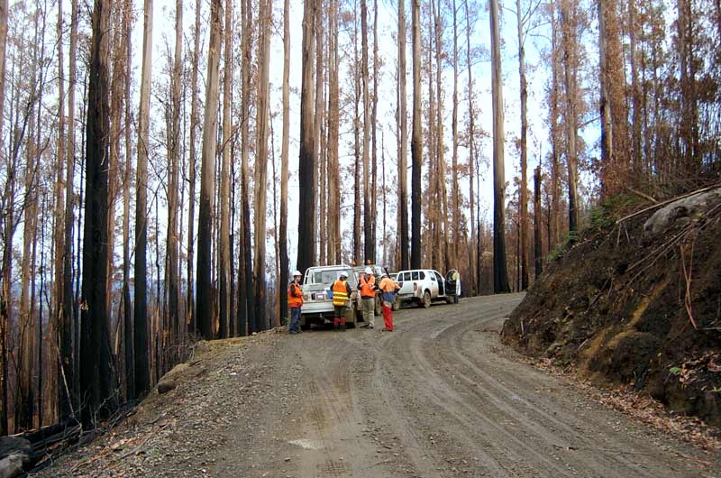 people looking at burnt forest