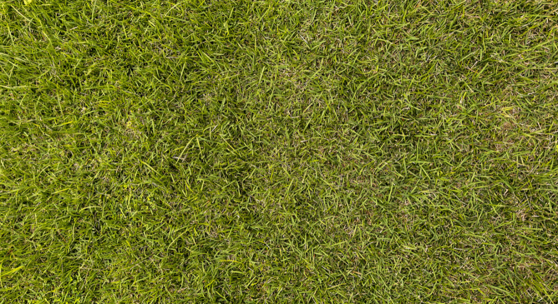 Image of a Yellowish Grass 