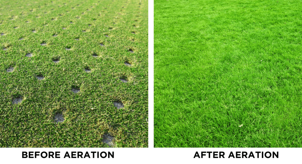 A before and after picture of a lawn with holes in it.