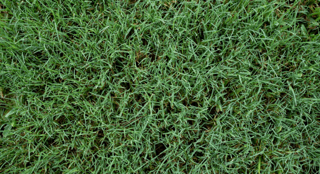 A close up of a lush green field of grass.