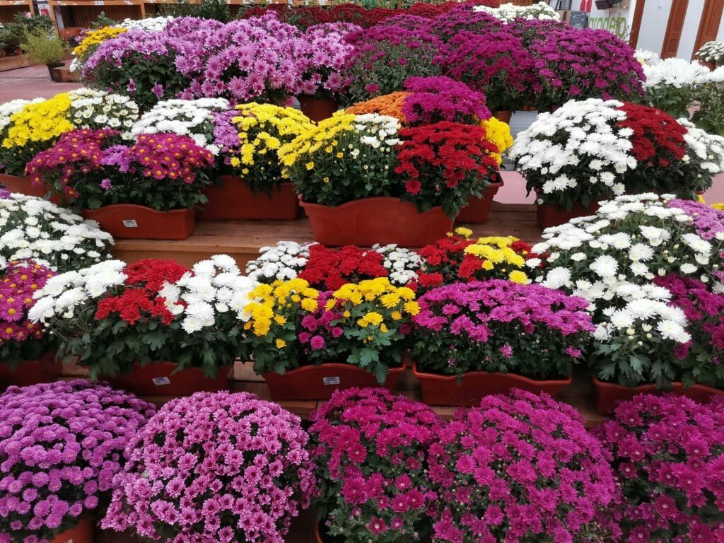 A bunch of different colored flowers in pots on a table