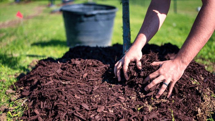 A person is planting a tree in a pile of mulch.