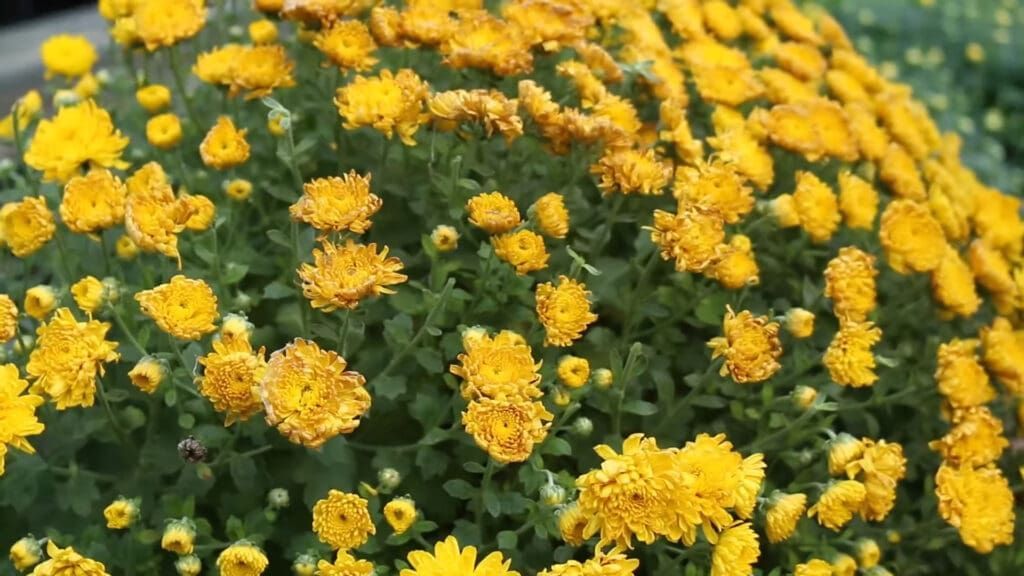 A bunch of yellow flowers are growing in a garden.