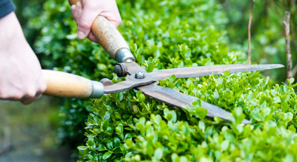 A person is cutting a bush with a pair of scissors.