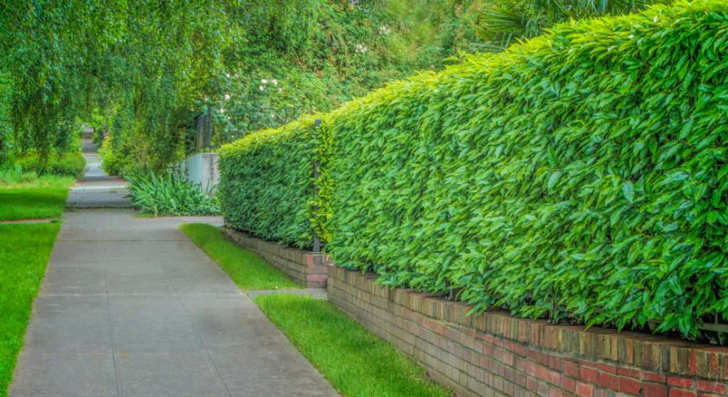 A path with a brick wall and a hedge along the side of it.