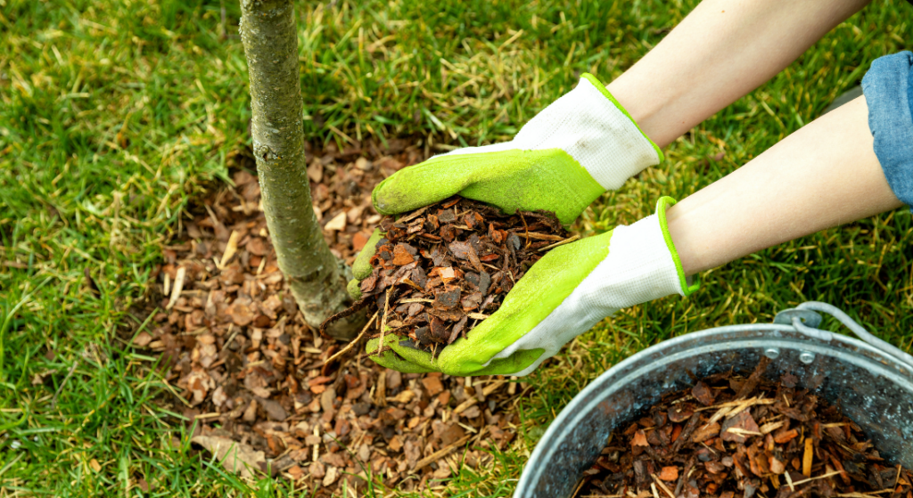 A person wearing green gloves is spreading mulch around a tree.