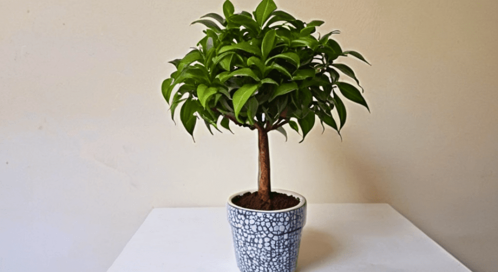 A small potted plant is sitting on a white table.