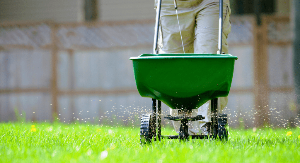 A person is spreading fertilizer on a lush green lawn.