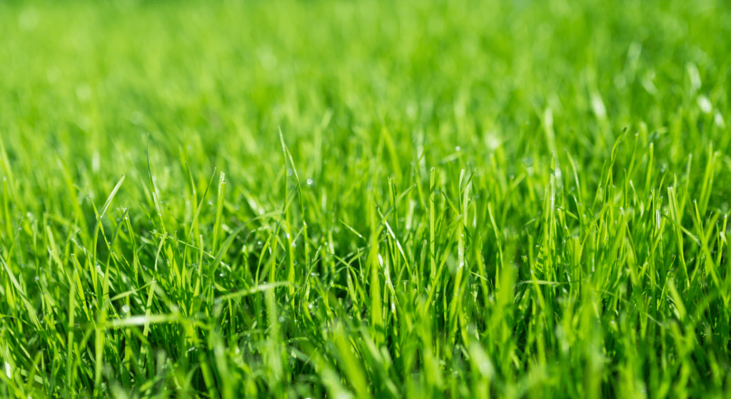 A close up of a lush green field of grass.