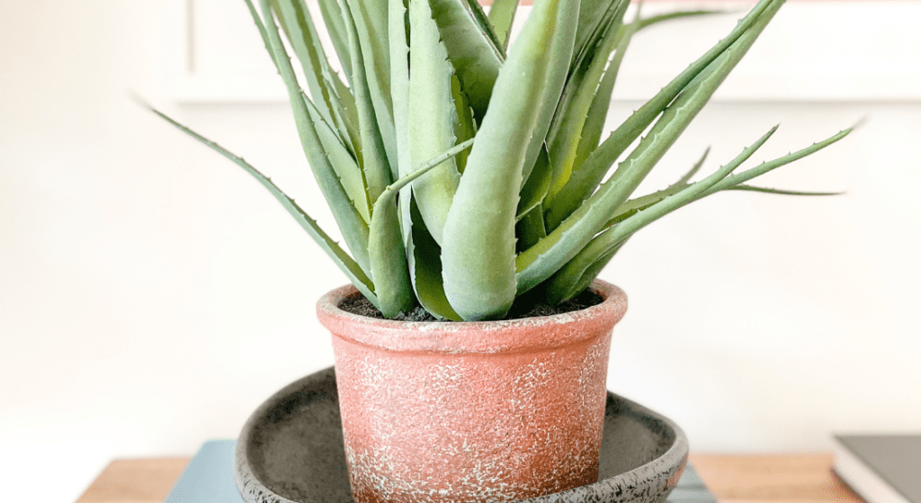 A potted aloe vera plant is sitting on top of a wooden table.