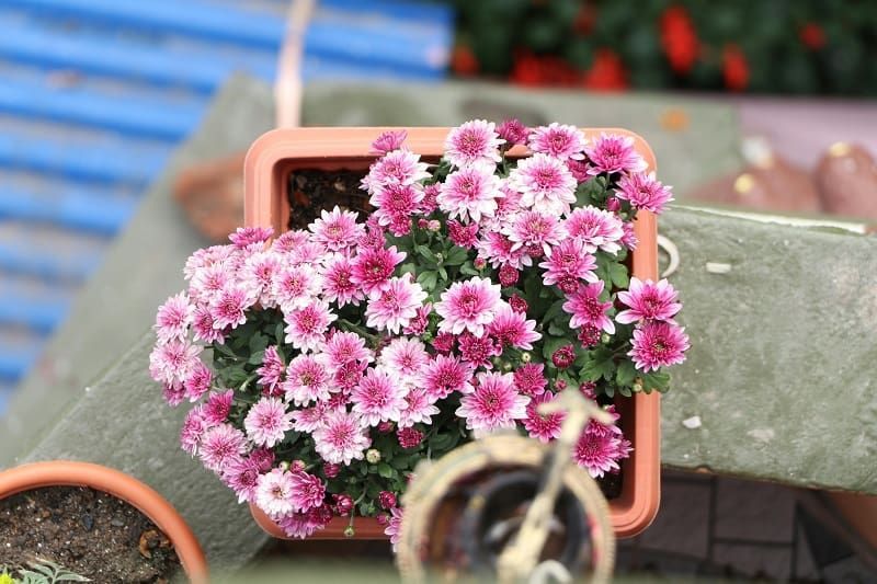 A potted plant with pink and white flowers on a table