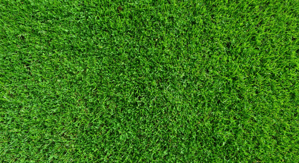 A close up of a lush green field of grass.