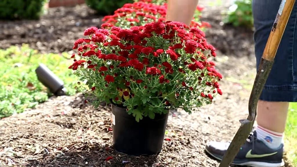 A person is planting flowers in a pot with a shovel.