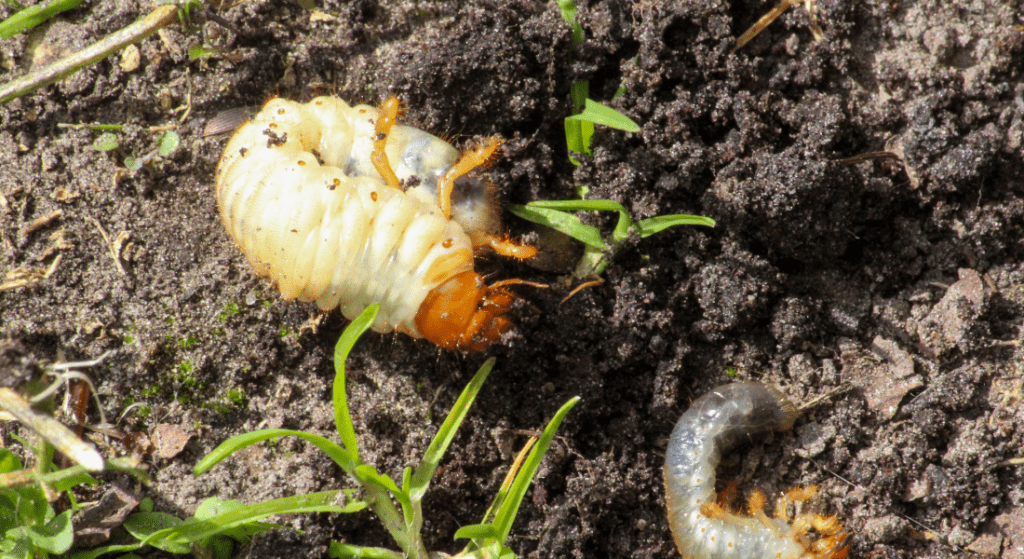 A close up of two larvae crawling on the ground.