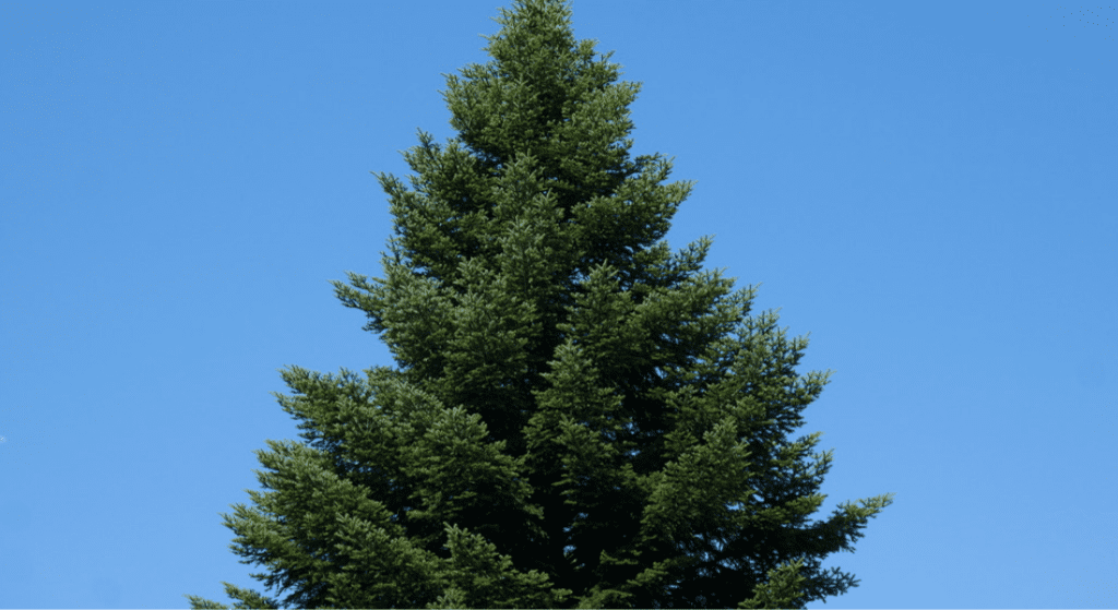 A large pine tree against a blue sky