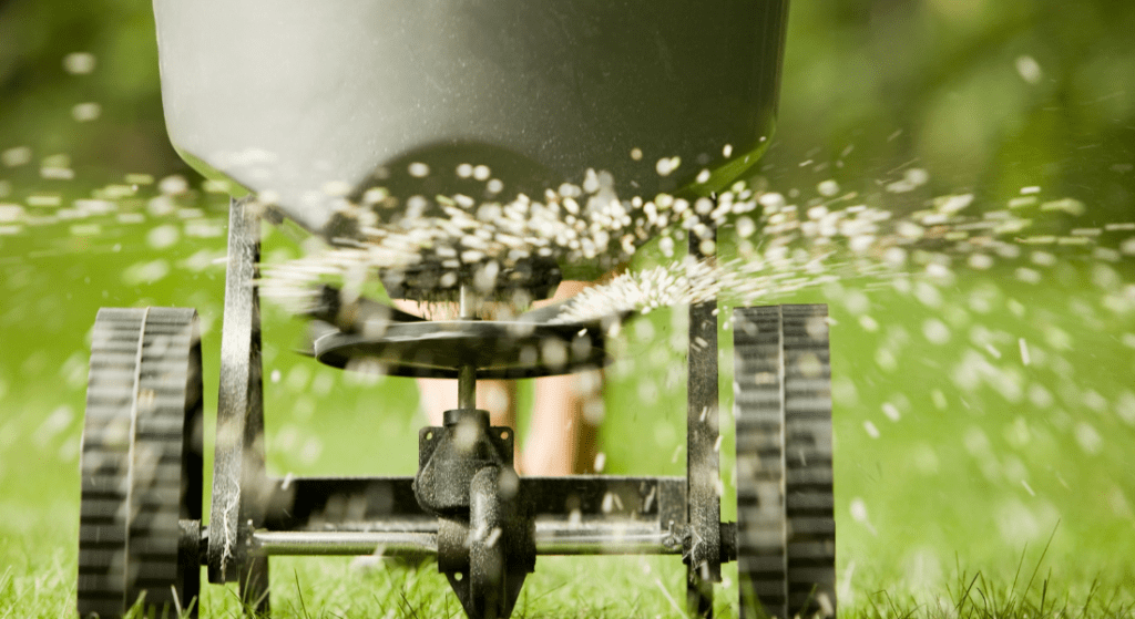 A person is spreading fertilizer on a lush green lawn.