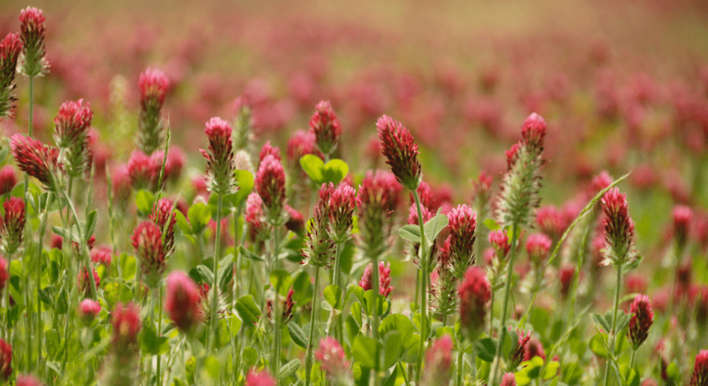 Green Grass with pink blooming flowers