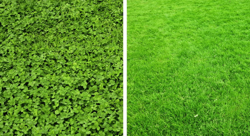 A picture of a hedge and a picture of a lush green field of grass.