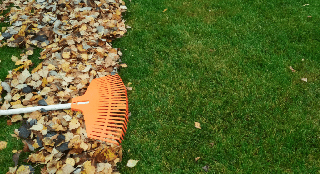 A person is raking leaves on a lush green lawn.