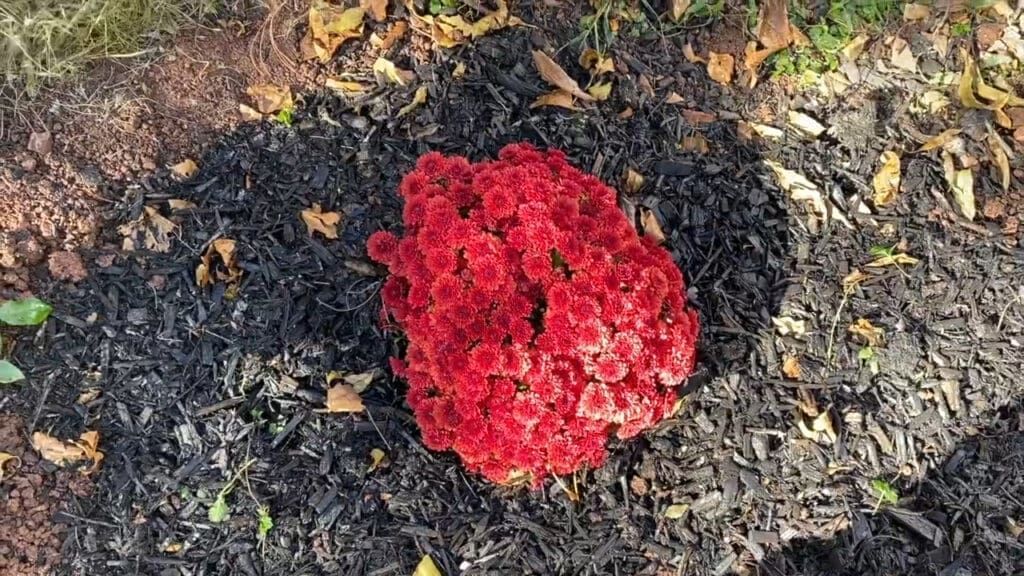 A red flower is sitting on top of a pile of black mulch.