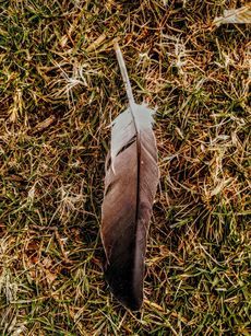 A feather is laying on top of a pile of grass.