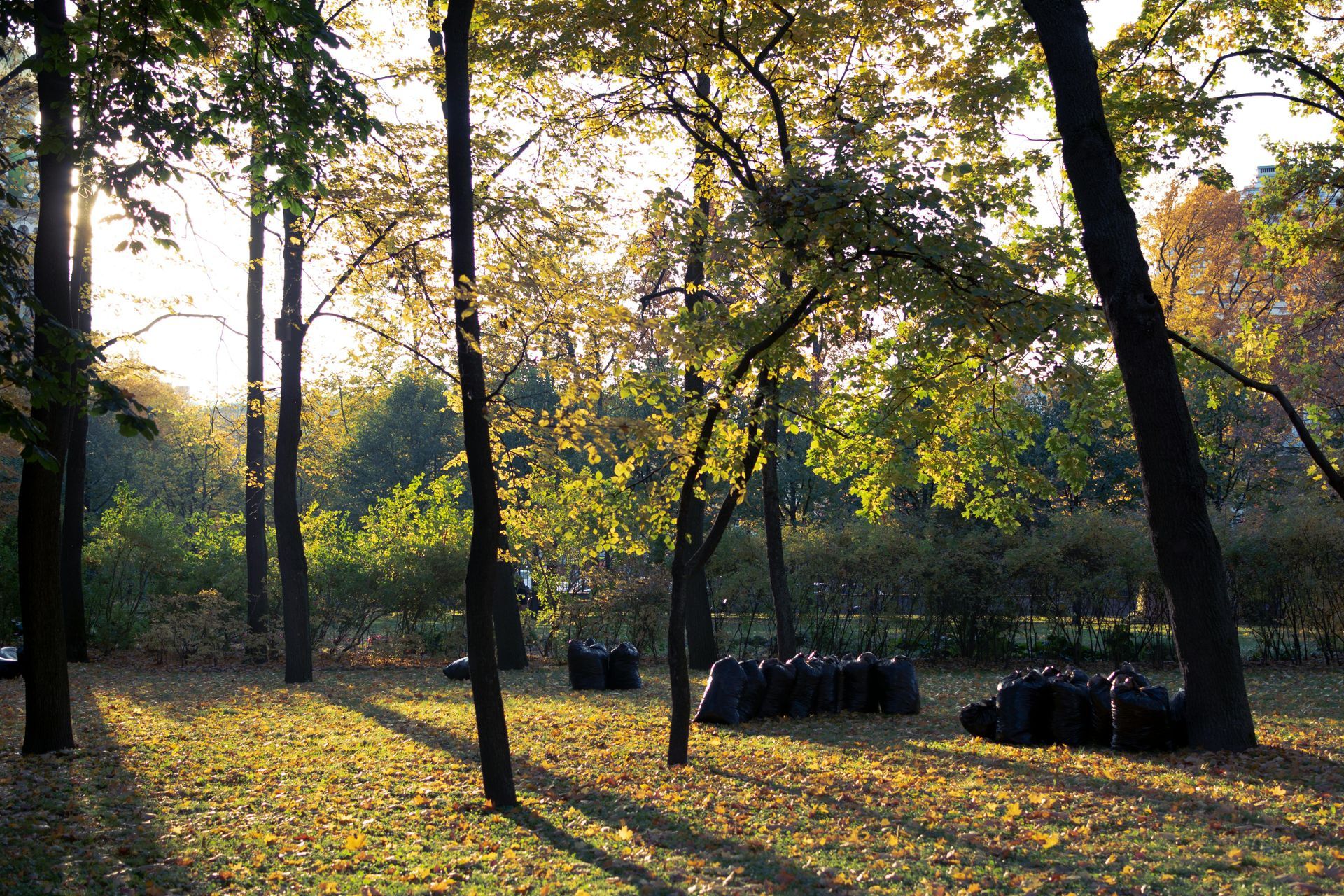 The sun is shining through the trees in the park