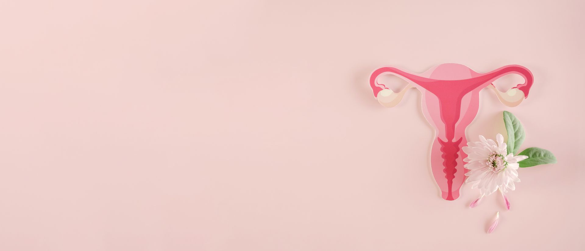Pink paper cutout of female reproductive system with white flower on pink background.