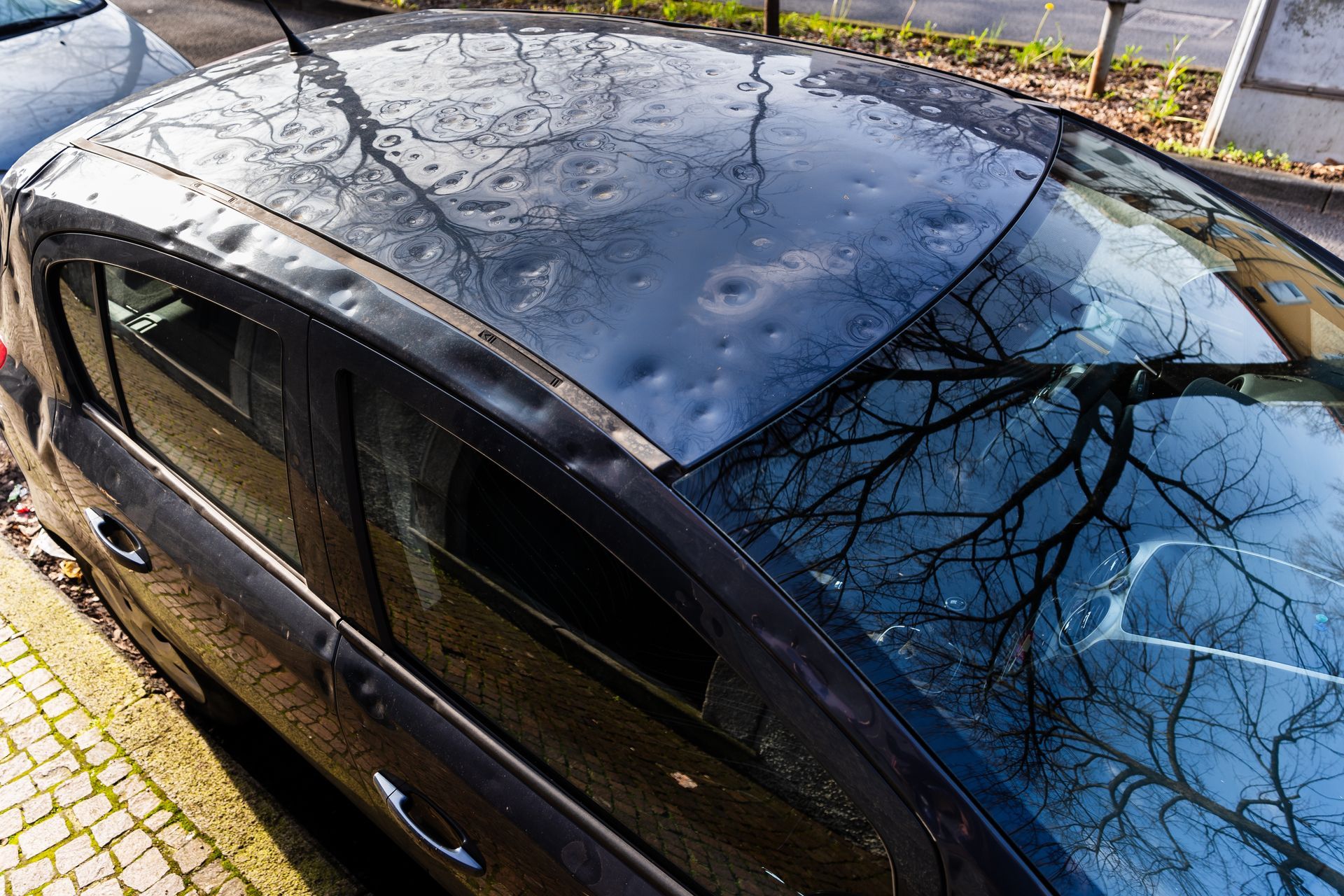 Wet dark car roof and windshield reflecting bare tree branches beside a curb