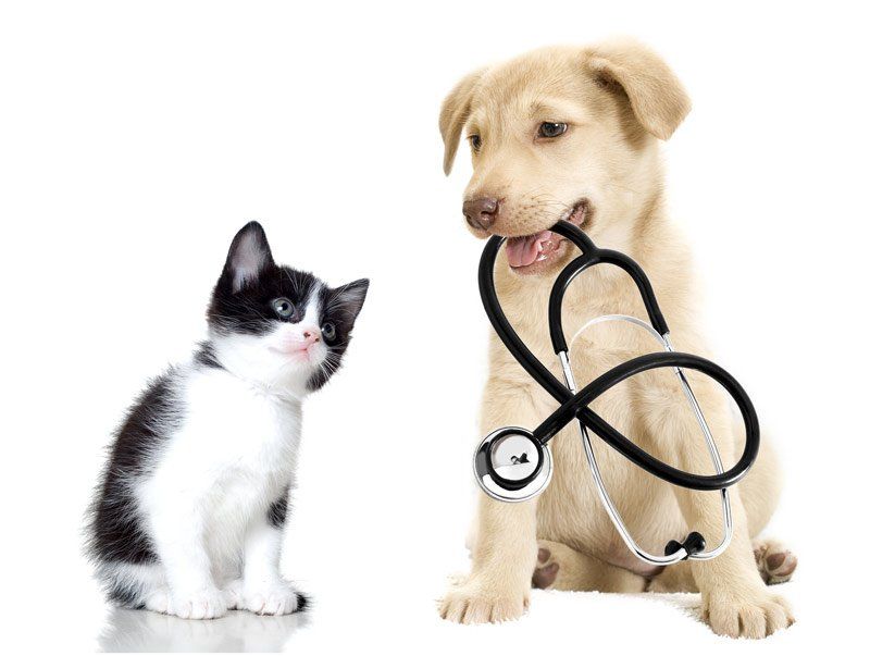 Pet Dental — Dog And Cat With Stethoscope in San Antonio, TX