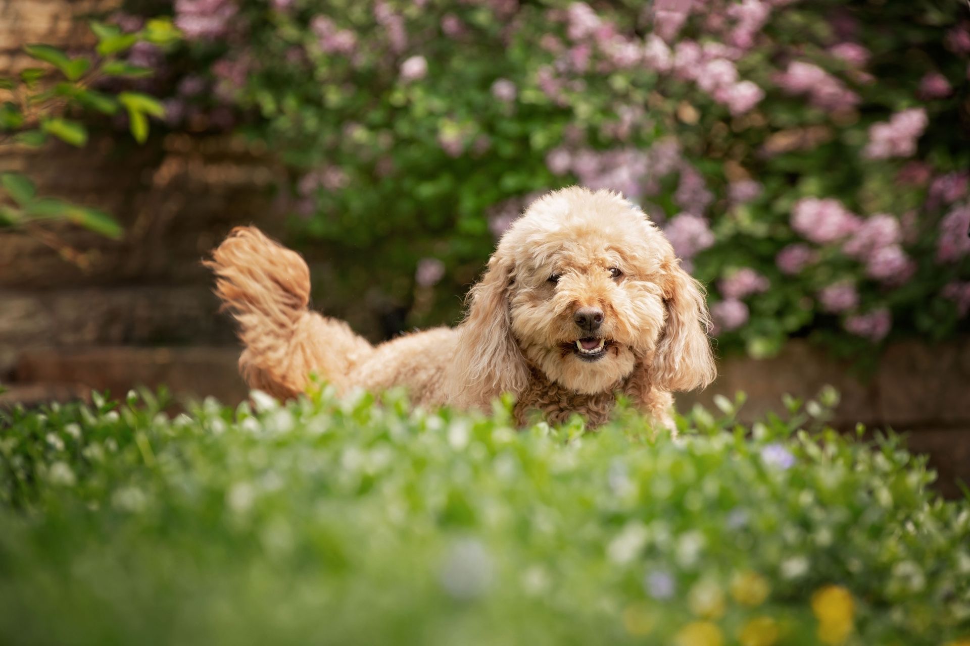 A small dog is laying in the grass in a garden.