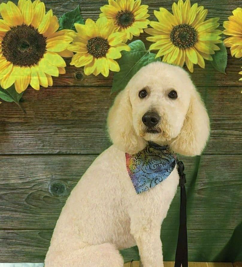 Small Poodle — Dayton, OH — Pawsitively Perfect