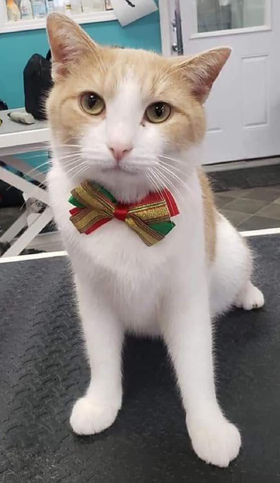 Cute Cat — Dayton, OH — Pawsitively Perfect