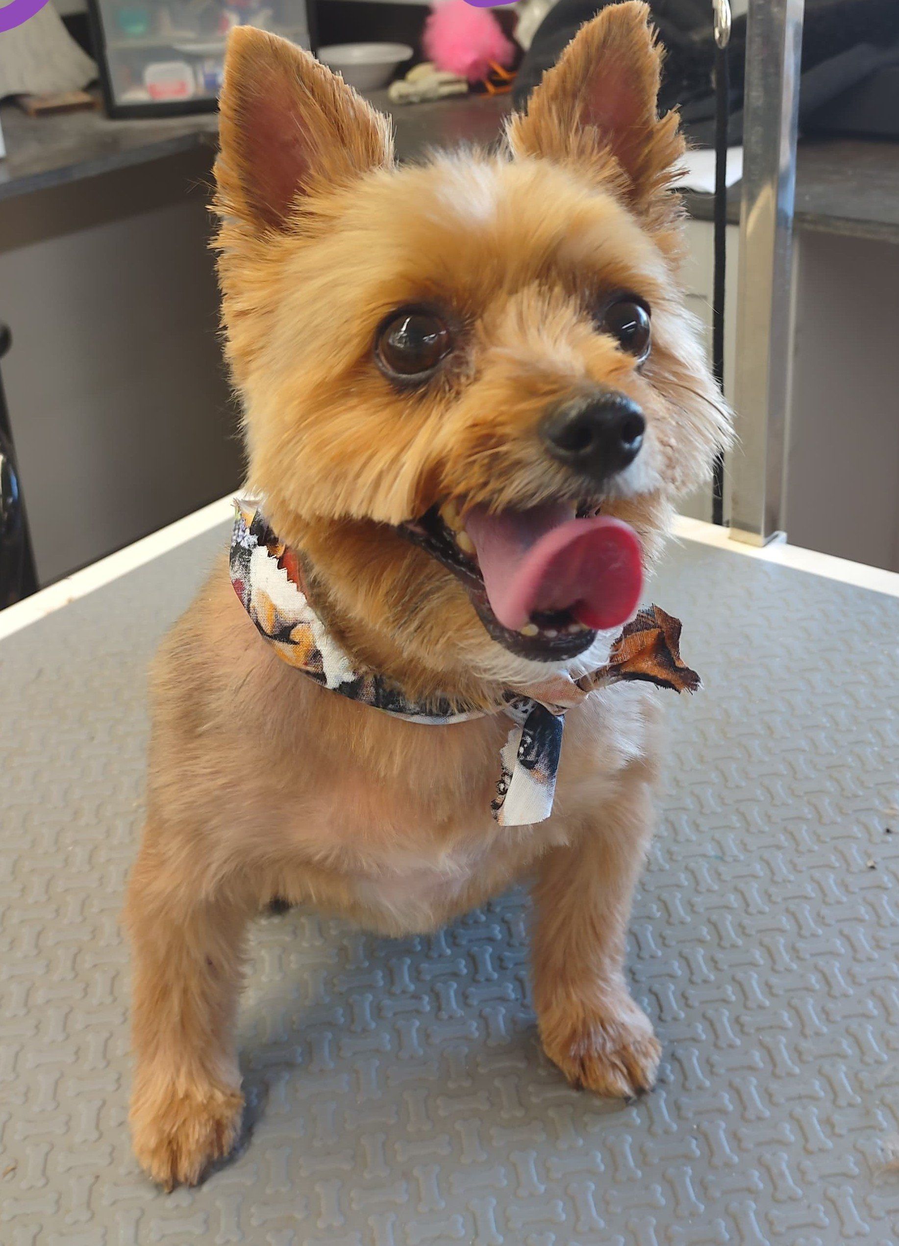 Dog With Tongue Out — Dayton, OH — Pawsitively Perfect