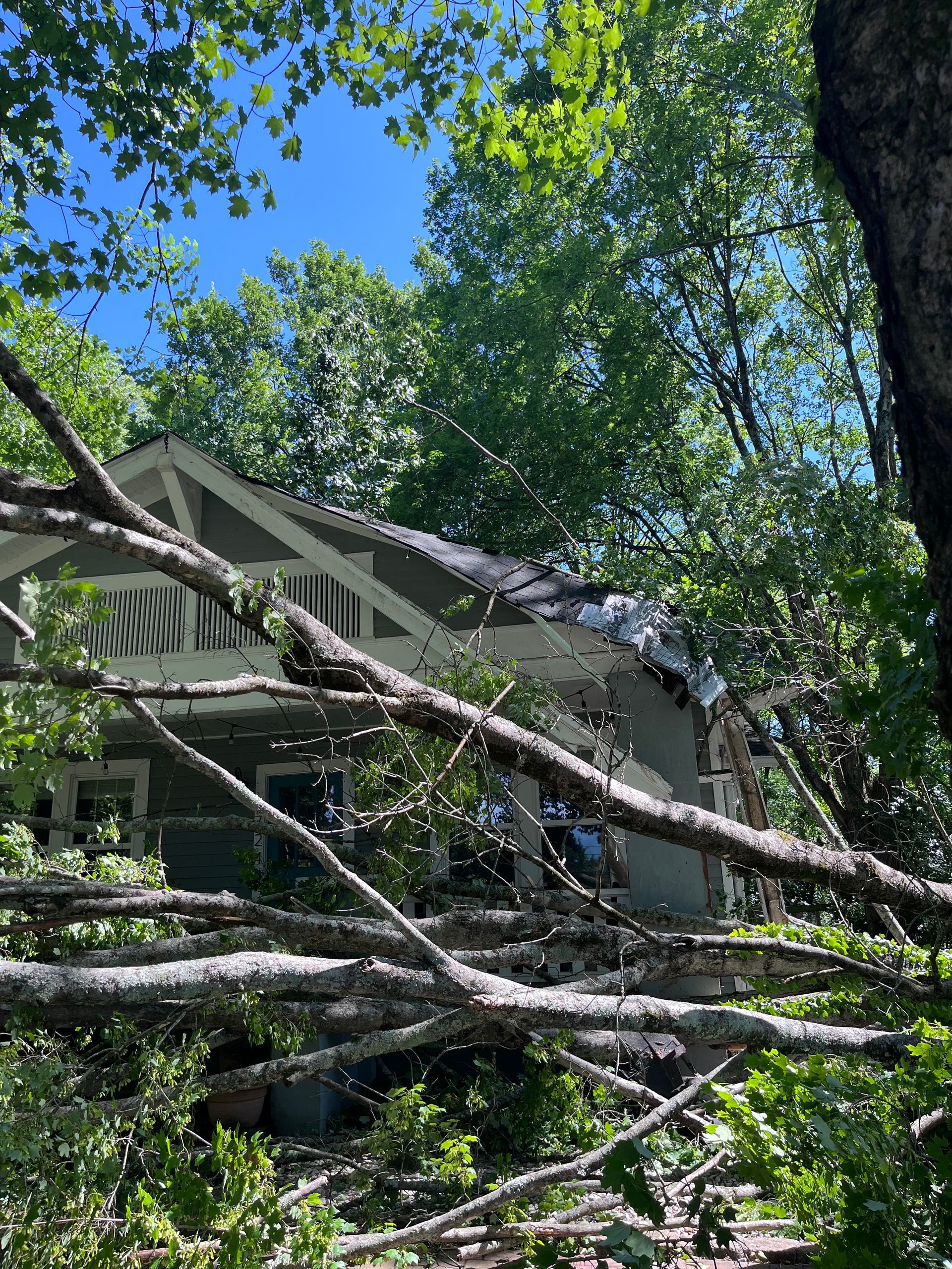 A house is surrounded by trees that have fallen on it.