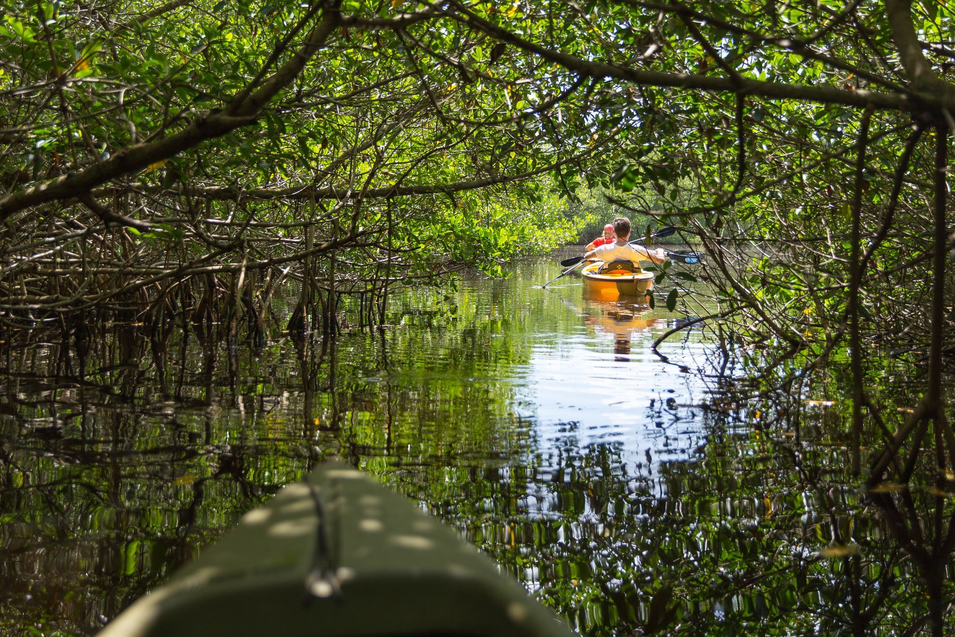 mangrove-tunnels