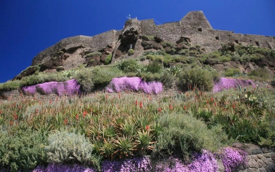 Macchia mediterranea
