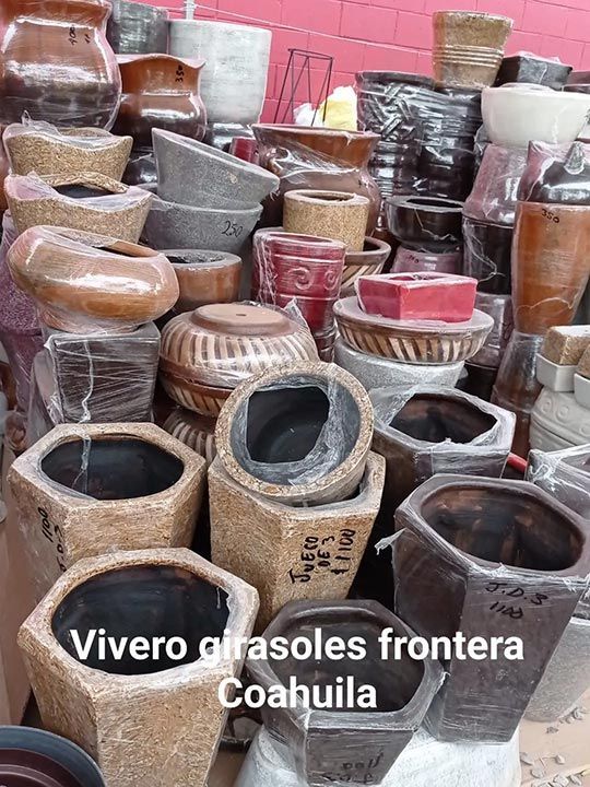 variedad de plantas y accesorios