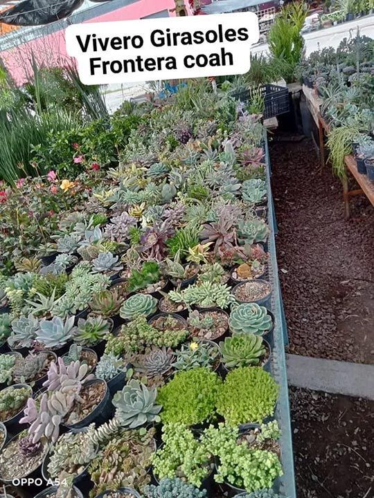 Macetas de plástico, cerámica y barro